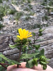 Grindelia scabra