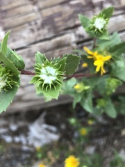 Grindelia scabra