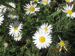 Aphanostephus riddellii