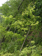 Acer tegmentosum