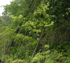 Acer tegmentosum