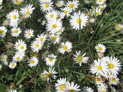 Aphanostephus riddellii