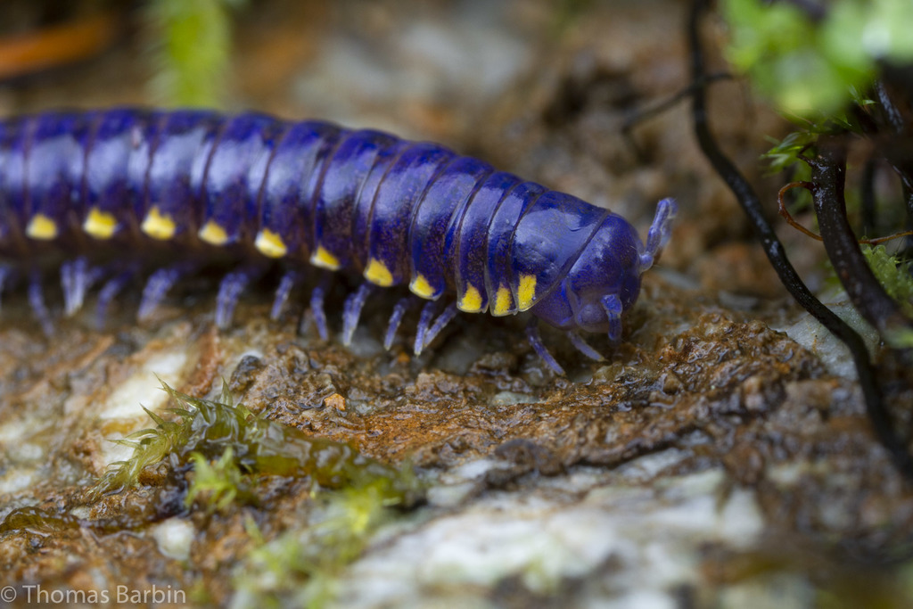 Leptodesmidea
