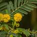 Egyptian Acacia - Photo (c) Prajwal J Ullal, some rights reserved (CC BY-NC)