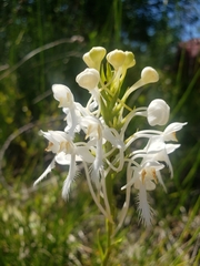 Platanthera blephariglottis conspicua