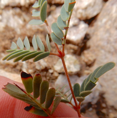 Hoffmannseggia drepanocarpa