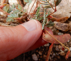 Hoffmannseggia drepanocarpa