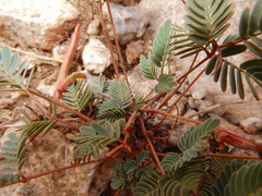 Hoffmannseggia drepanocarpa