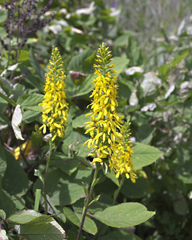 Ligularia stenocephala