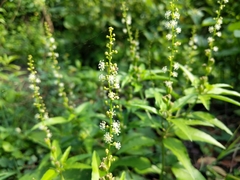 Croton bonplandianus