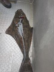 Hippoglossus hippoglossus