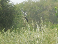 Agelaius phoeniceus