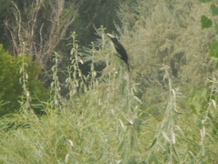 Agelaius phoeniceus