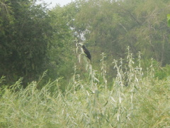 Agelaius phoeniceus