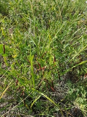 Caragana microphylla