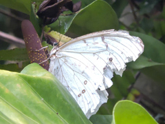 Morpho polyphemus polyphemus