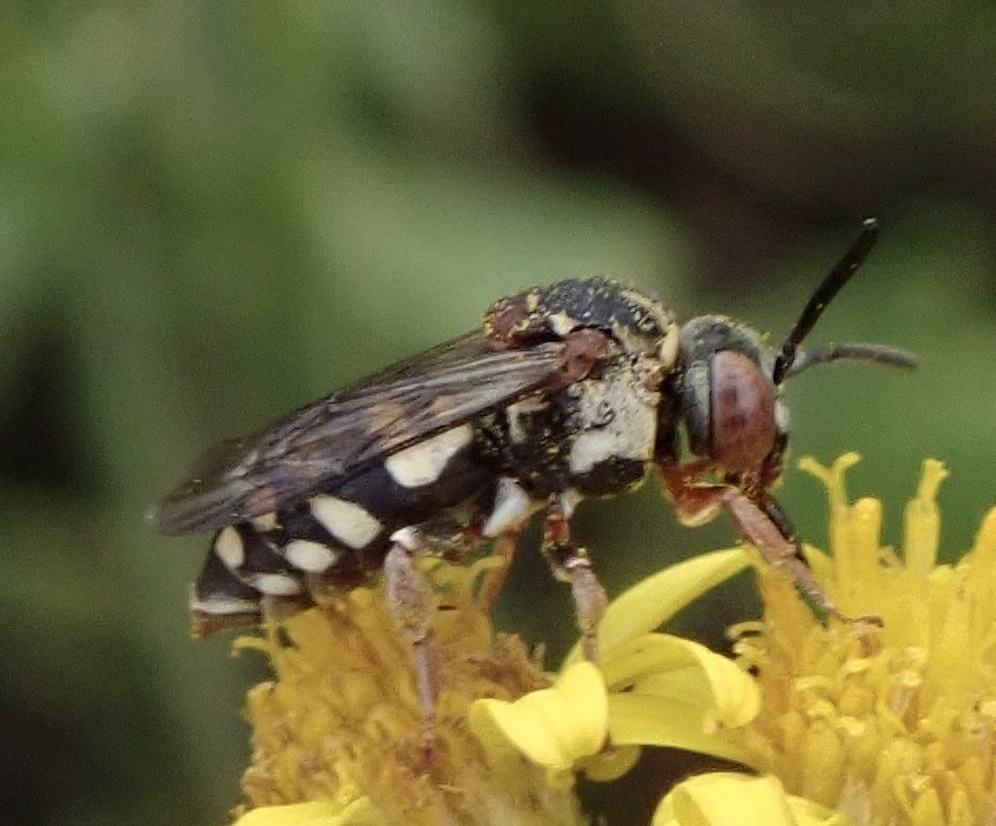 Black-thighed Cellophane-cuckoo Bee