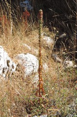 Digitalis ferruginea