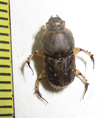 Euoniticellus intermedius