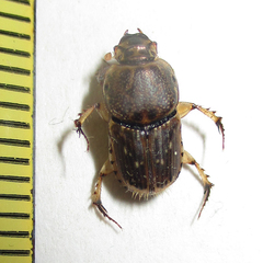 Euoniticellus intermedius