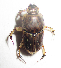 Euoniticellus intermedius