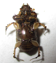 Euoniticellus intermedius