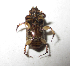 Euoniticellus intermedius