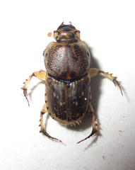 Euoniticellus intermedius
