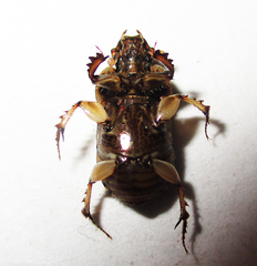 Euoniticellus intermedius