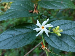 Nyctanthes arbor-tristis