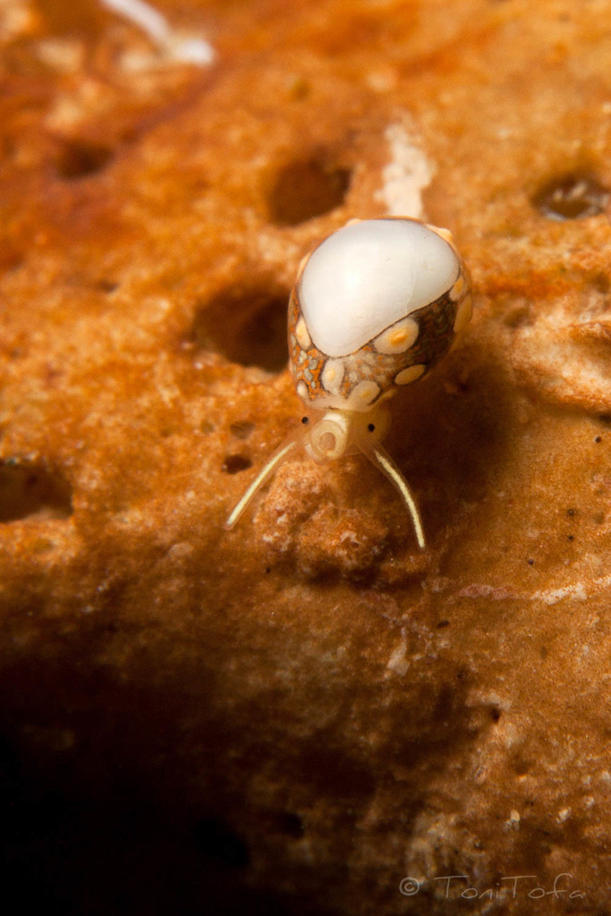 Granulina marginata