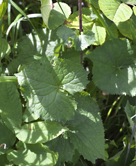 Ligularia stenocephala