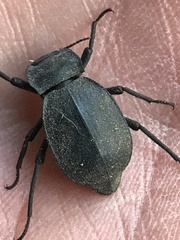 Stenomorpha obsoleta