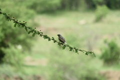 Pseudonigrita arnaudi