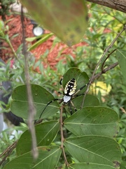 Argiope aurantia