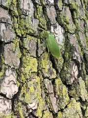 Pterophylla camellifolia