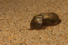 Sepiolidae