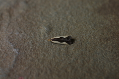 Dichomeris inserrata