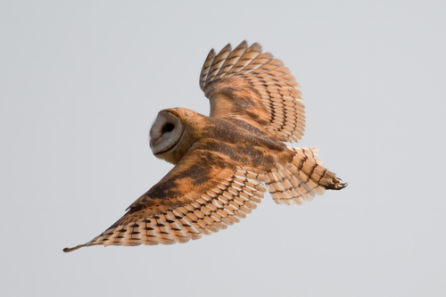 American Barn Owl (Tyto furcata)
