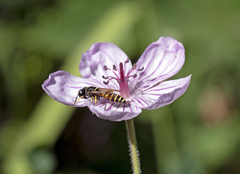 Eucerceris flavocincta