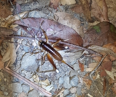 Penalva flavocalceata