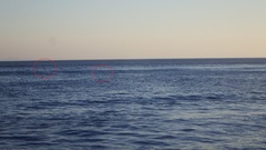 Hydrobatidae