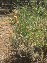 Astragalus bicristatus