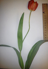 Tulipa gesneriana