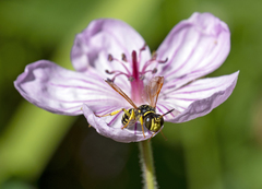 Eucerceris flavocincta