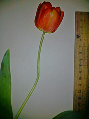 Tulipa gesneriana
