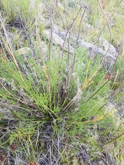 Ferulopsis hystrix