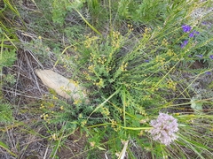 Haplophyllum dauricum