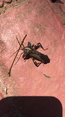 Acocopus verrucifer
