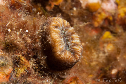 Representative image of Balanophyllia europaea